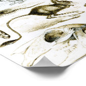 Rodentia-Rodents or Gnawing Animals Poster (Ecke)