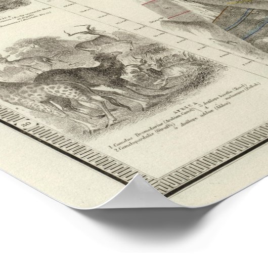 Rodentia, Ruminantia Poster (Ecke)