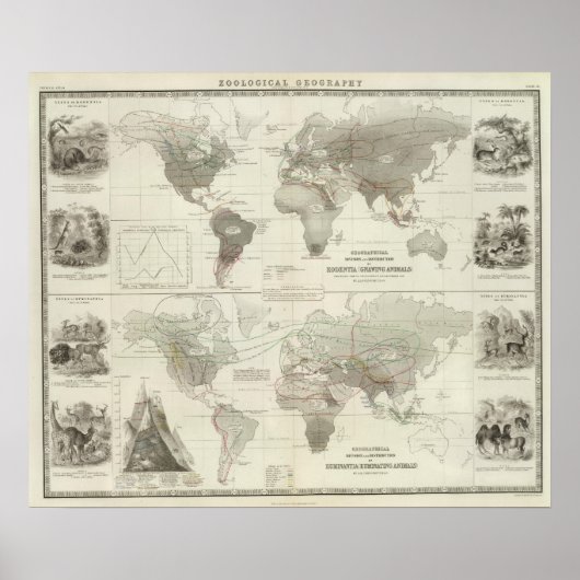 Rodentia, Ruminantia Poster (Vorne)