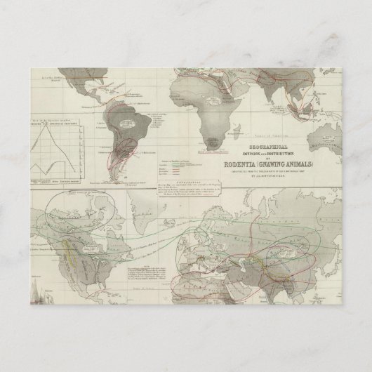 Rodentia, Ruminantia Postkarte (Vorderseite)