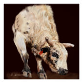 Rodeo Bull Poster (Vorderseite)