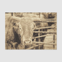 Rodeo Bull Rustikaler Vintager Sepia Western