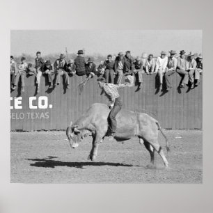 Rodeo Stier Rider, 1940. Vintages Foto Poster