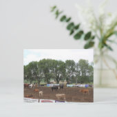Rodeopferde und Stiere Postkarte (Stehend Vorderseite)