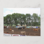 Rodeopferde und Stiere Postkarte (Vorderseite)