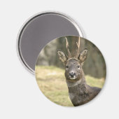 Roe Deer Buck Magnet (Vorderseite/Rückseite)