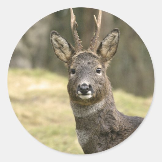 Roe Deer Buck Stickers (Vorderseite)