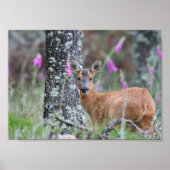 Roe Deer Poster (Vorne)
