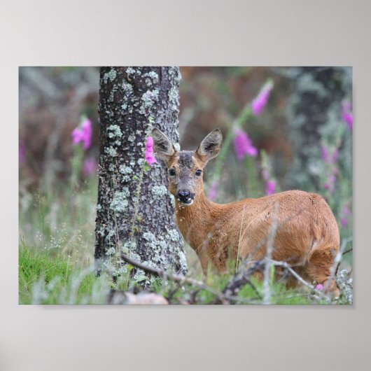 Roe Deer Poster (Vorne)