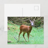 Roe Deer Stag Posing Feiertagspostkarte (Vorne/Hinten)
