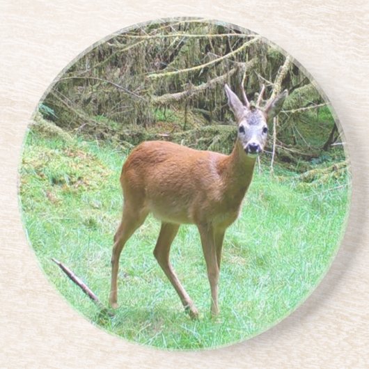 Roe Deer Stag Posing Getränkeuntersetzer (Vorne)