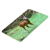 Roe Deer Stag Posing Magnet (Linke Seite)