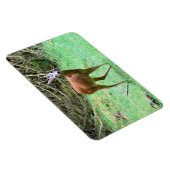Roe Deer Stag Posing Magnet (Rechte Seite)