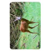 Roe Deer Stag Posing Magnet (Vertikal)
