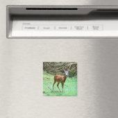 Roe Deer Stag Posing Magnet (In Situ (Geschirrspüler))