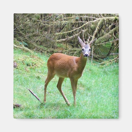 Roe Deer Stag Posing Magnet (Vorne)