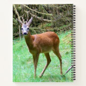 Roe Deer Stag Posing Notizblock (Rückseite)