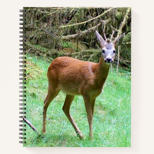 Roe Deer Stag Posing Notizblock (Vorderseite)
