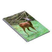 Roe Deer Stag Posing Notizblock (Rechte Seite)