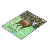 Roe Deer Stag Posing Notizblock (Linke Seite)