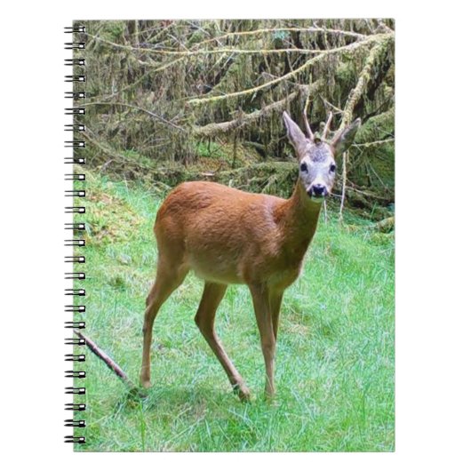 Roe Deer Stag Posing Notizblock (Vorderseite)