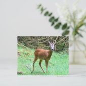 Roe Deer Stag Posing Postkarte (Stehend Vorderseite)