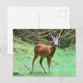 Roe Deer Stag Posing Postkarte (Vorne/Hinten)