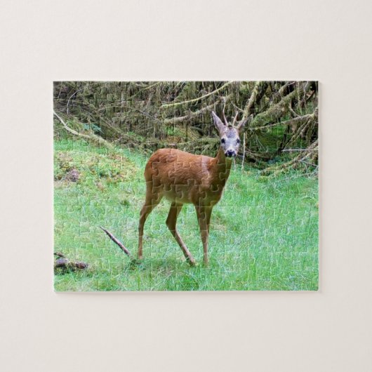 Roe Deer Stag Posing Puzzle (Horizontal)