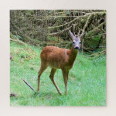 Roe Deer Stag Posing Puzzle (Vertikal)