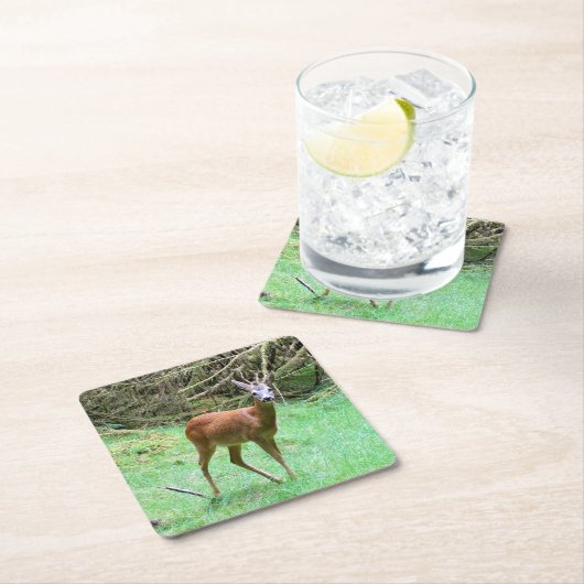 Roe Deer Stag Posing Rechteckiger Pappuntersetzer (Vor Ort)