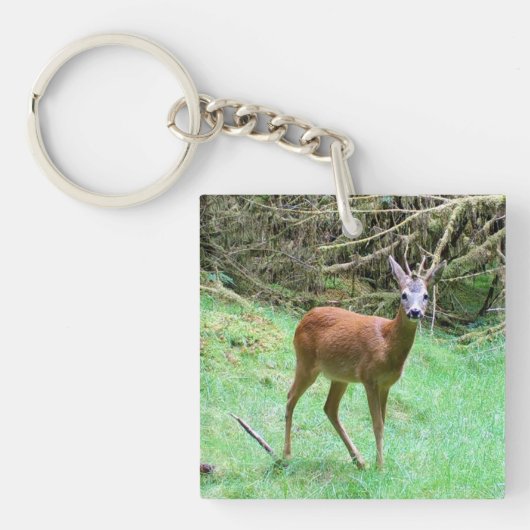 Roe Deer Stag Posing Schlüsselanhänger (Vorderseite)