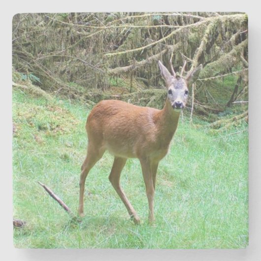 Roe Deer Stag Posing Steinuntersetzer (Vorderseite)