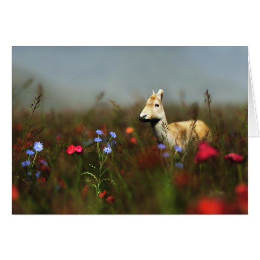 Roe in einem Meadoe (Vorderseite (Horizontal))