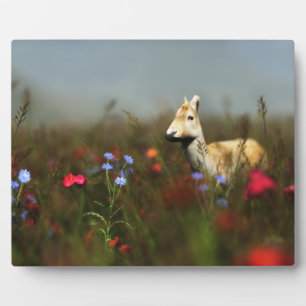 Roe in einer Wiese-Foto-Plaque Fotoplatte