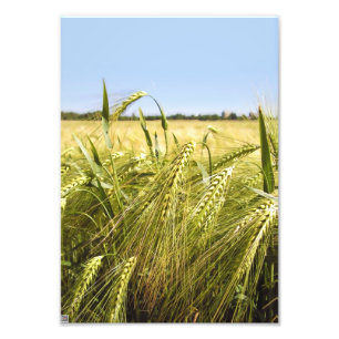 Roggenkorn Botanische Natur Fotodruck