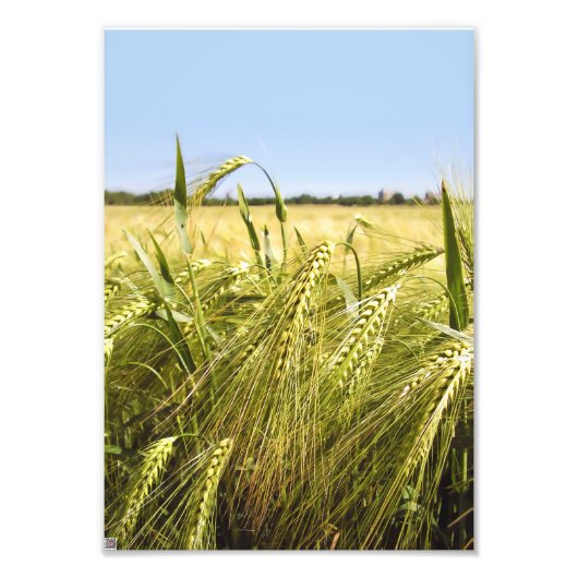 Roggenkorn Botanische Natur Fotodruck (Vorne)