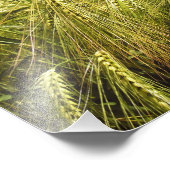 Roggenkorn Botanische Natur Fotodruck (Ecke)