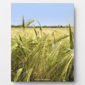 Roggenkorn Botanische Natur Fotoplatte (Vorderseite)
