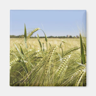 Roggenkorn Botanische Natur Magnet