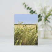 Roggenkorn Botanische Natur Postkarte (Stehend Vorderseite)