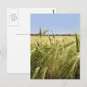 Roggenkorn Botanische Natur Postkarte (Vorne/Hinten)