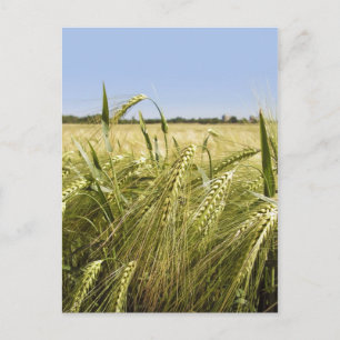 Roggenkorn Botanische Natur Postkarte