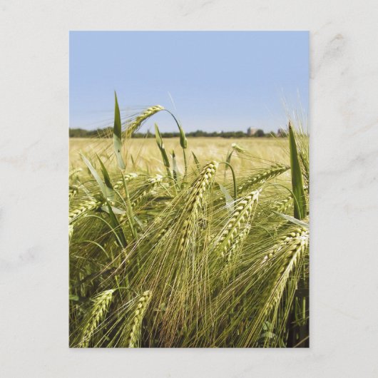 Roggenkorn Botanische Natur Postkarte (Vorderseite)