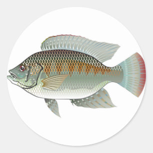 Roher Meeresfrüchte Tilapia Fish Vector Runder Aufkleber