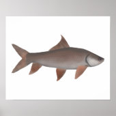 Roho Labeo Poster (Vorne)