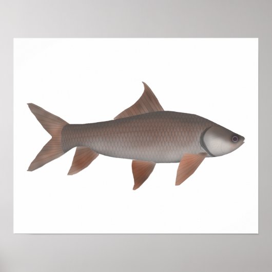 Roho Labeo Poster (Vorne)