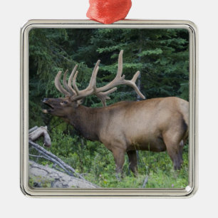 Röhrender Wapiti im Banff-Nationalpark, Kanada. Silbernes Ornament