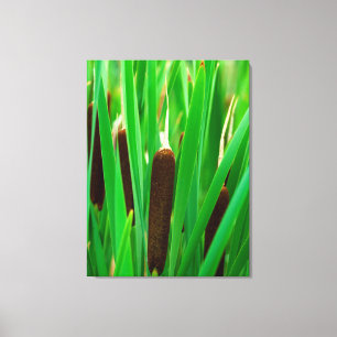 Rohrkolben im Cattail Marsh in Colorado Leinwanddruck