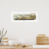 Rohrleitung Plover, John Audubon Poster (Küche)