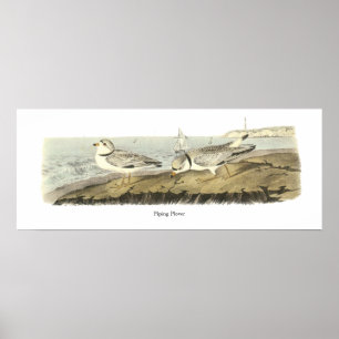 Rohrleitung Plover, John Audubon Poster